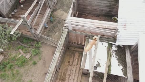 Stock Footage Shows Aerial View Dog Shelter Resolution — Stock videók