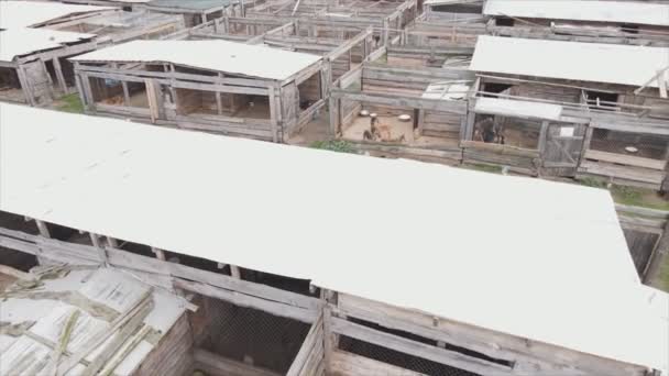 Stock Footage Shows Aerial View Dog Shelter Resolution — Stok Video