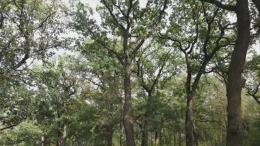 This stock footage shows aerial view of a forest in summer in 8K resolution