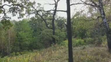 This stock footage shows aerial view of a forest in summer in 8K resolution