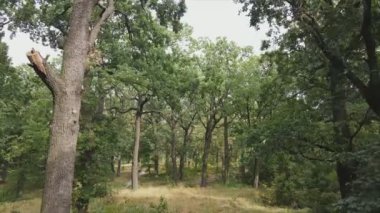 This stock footage shows aerial view of a forest in summer in 8K resolution