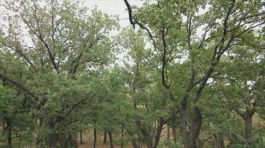 This stock footage shows aerial view of a forest in summer in 8K resolution