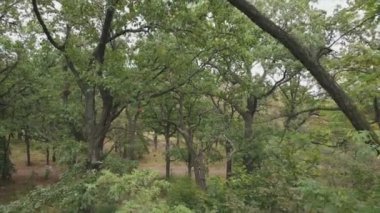 This stock footage shows aerial view of a forest in summer in 8K resolution