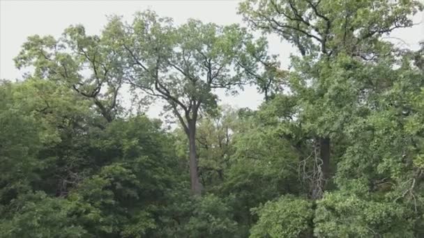Stock Footage Shows Aerial View Forest Summer Resolution — Stockvideo
