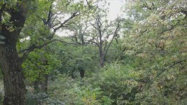 This stock footage shows aerial view of a forest in summer in 8K resolution