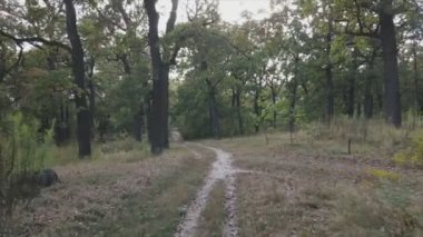 This stock footage shows aerial view of a forest in summer in 8K resolution