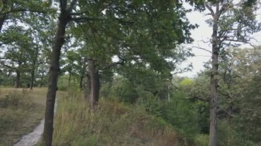 This stock footage shows aerial view of a forest in summer in 8K resolution