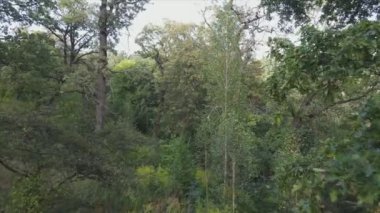This stock footage shows aerial view of a forest in summer in 8K resolution