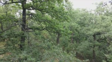 This stock footage shows aerial view of a forest in summer in 8K resolution
