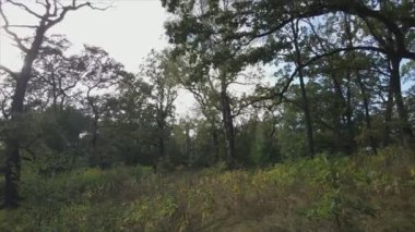 This stock footage shows aerial view of a forest in summer in 8K resolution