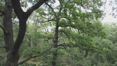 This stock footage shows aerial view of a forest in summer in 8K resolution