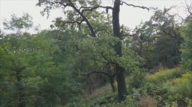 This stock footage shows aerial view of a forest in summer in 8K resolution