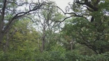 This stock footage shows aerial view of a forest in summer in 8K resolution