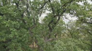 This stock footage shows aerial view of a forest in summer in 8K resolution