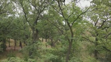 This stock footage shows aerial view of a forest in summer in 8K resolution
