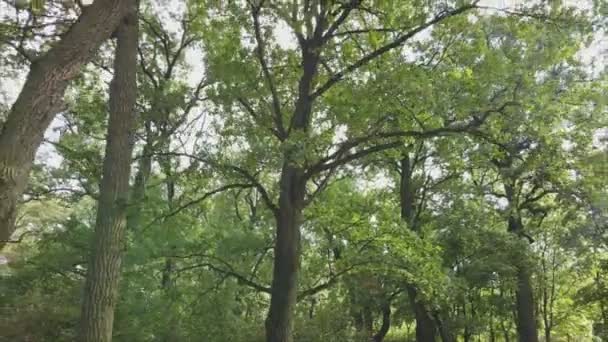 Stock Footage Shows Aerial View Forest Summer Resolution — Stockvideo