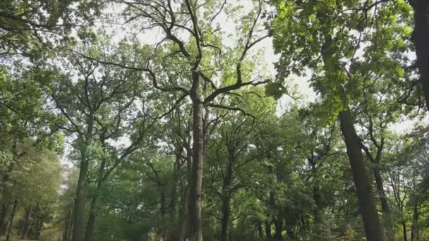 Αυτό Φιλμ Δείχνει Εναέρια Θέα Ενός Δάσους Καλοκαίρι Ανάλυση — Αρχείο Βίντεο