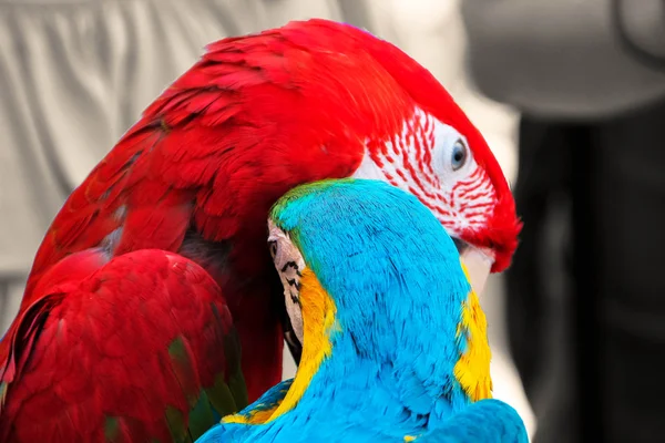 ANIMAL (Birds) - Parrots, Lovely Parrots