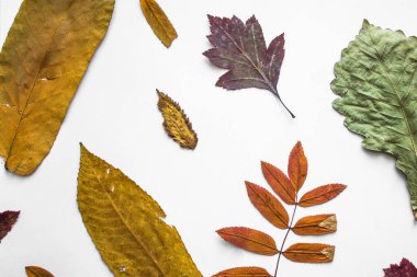 Beyaz arka planda kurumuş yapraklar. Herbaryum. Sonbahar arkaplanı. Ekim.