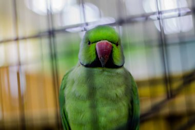Yeşil papağan kafeste oturuyor. Kuşlar tutsak. kontak hayvanat bahçesi.