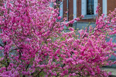 Dalında pembe çiçekler olan bir ağaç. Kilisedeki Sakura. Doğanın bahar çiçekleri.