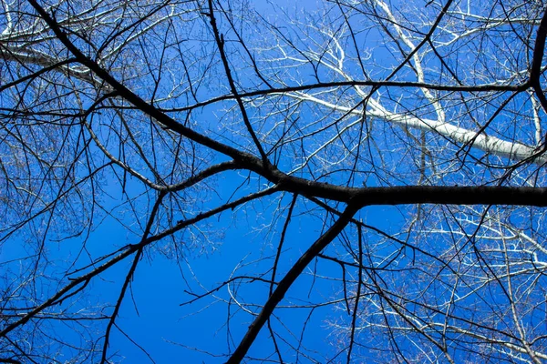 Träd Grenar Utan Blad Bakgrund Blå Himmel Fjäderbakgrund — Stockfoto