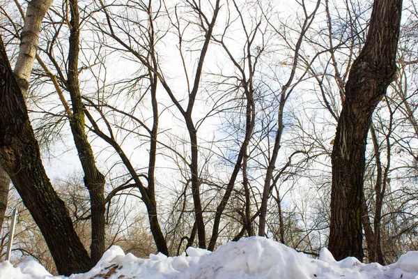 Sněhové Závěje Vyčnívají Stromy Zimní Park Stromy Bez Listí — Stock fotografie