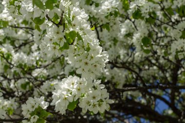Beyaz çiçekli ağaç dallarından. Dallardan ve çiçeklerden oluşan bir desen. Çiçek ve doğal arkaplan.