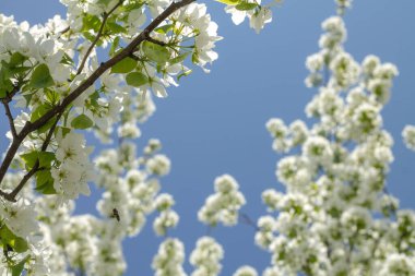 Beyaz çiçekli ağaç dalları. Mavi arka planda çiçekli ağaç dalları.