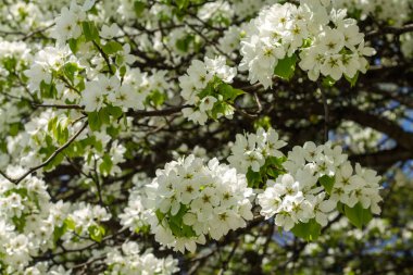Çiçekli elma ağacı. Ağaçtaki güzel beyaz çiçekler. renk arkaplanı.