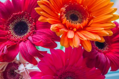 Bir buket gerbera. Pembe ve turuncu gerberalar. Güzel çiçekler. Çiçeklerin arka planı. Çiçek deseni.