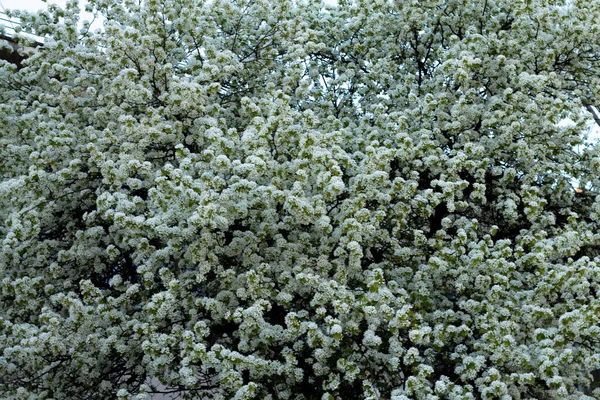 Hintergrund Mit Weißen Blumen Schöne Äste Hintergrund Für Einen Blumenladen — Stockfoto