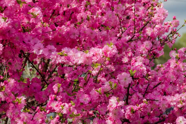粉色美丽的藏红花 远东观赏性樱桃 — 图库照片