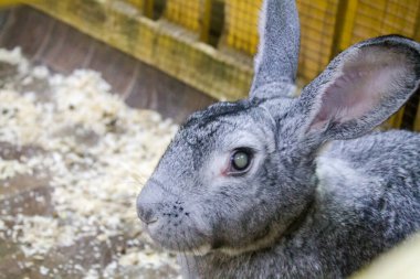 Çayırdaki gri tavşan. Hayvanat bahçesi. Büyük kulaklı büyük tavşan..