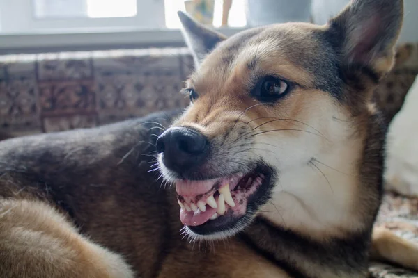 Perro Muestra Sus Dientes Perro Agresivo Perro Enojado Con Una Imágenes de stock libres de derechos