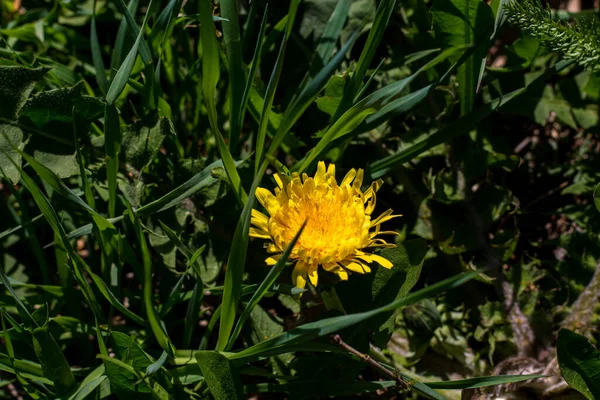 Primeiros Dentes Leão Primavera Primeiras Flores Cidade Primavera — Fotografia de Stock