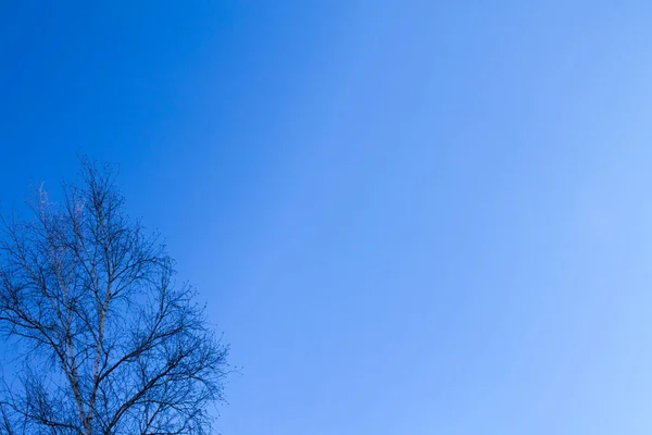 Rami Albero Contro Cielo Blu Sfondo Con Spazio Vuoto Testo — Foto Stock