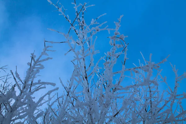 Grenar Sig Mot Den Blå Himlen Ovanliga Snöiga Trädgrenar Vinterskönhet — Stockfoto