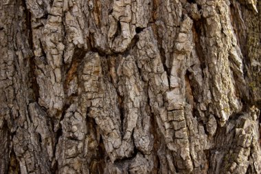 Ağaç kabuğu. Ağaç kütüğüne yakın ağaç gövdesi. Yaşlı ağaç. Çok yaşlılar. karbon lavabosu Bark.Makro fotoğrafçılığa yakın çekim. Çoklu kullanım. blog. Makale. arka plan veya arkaplan