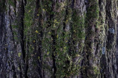 Ağaç kabuğu. Ağaç kabuğunun arka planında yosun var. doğal arkaplan.