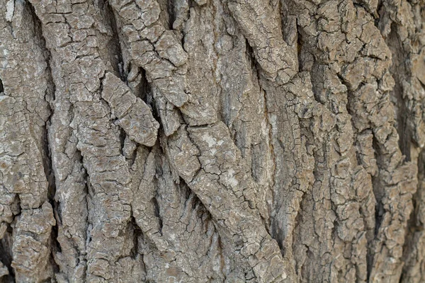 Baumrinde Hintergrund Alter Baum Schöner Hintergrund — Stockfoto