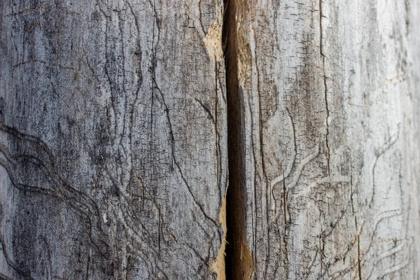 Baumrinde Hintergrund Alter Baum Schöner Hintergrund — Stockfoto