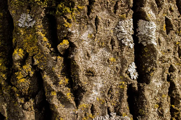 Skäll Träd Träd Bark Bakgrund Med Mossa Och Lavar Naturlig — Stockfoto
