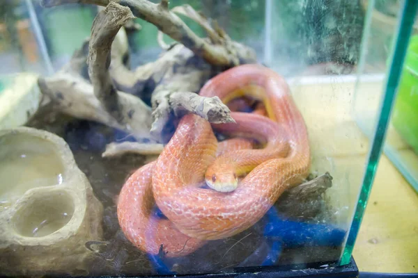 Kukuřičný Had Oranžový Had Teráriu Mini Zoo — Stock fotografie