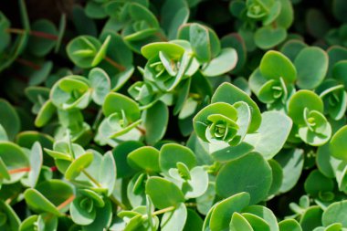 Yağlı bitki. Sokak yatakları için çiçekler. Şehrin alışılmadık dekorasyonu.