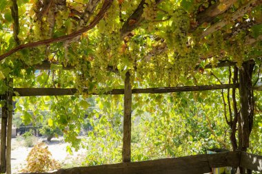 Çardak tavanından sarkan olgun üzümler.