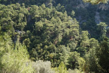 Türkiye 'nin güneyindeki Lycian Yolu boyunca Taurus Dağları' nın yamaçlarında bitkiler.