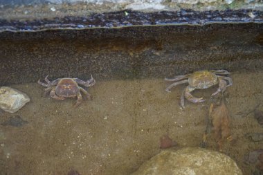 Tatlı su yengeçleri suda yaşar.