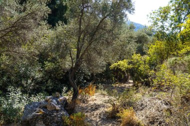 Türkiye 'nin güneyindeki Lycian Yolu boyunca Taurus Dağları' nın yamaçlarında bitkiler.