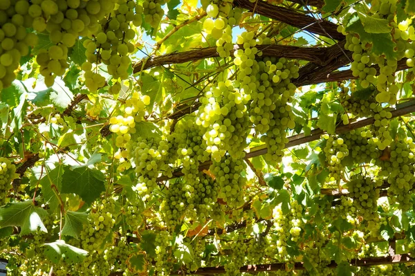 Bunches Ripe Grapes Hang Gazebo Ceiling — Stock Photo, Image